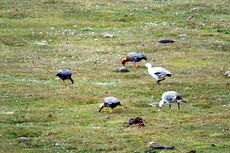 Magellangans (1 von 9).jpg